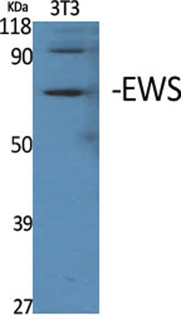 Western Blot analysis of various cells using EWS Polyclonal Antibody