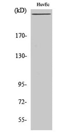 Factor VIII rabbit pAb – Figure 1 of 4