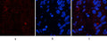 FAS rabbit pAb (AA 257-306) – Figure 1 of 4