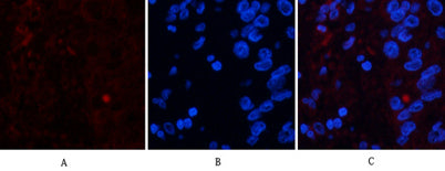 FAS rabbit pAb (AA 257-306) – Figure 1 of 4