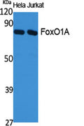 Western Blot analysis of various cells using FoxO1A Polyclonal Antibody diluted at 1:1000