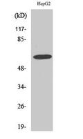 Western Blot analysis of various cells using GABAA Rα4 Polyclonal Antibody diluted at 1:1000