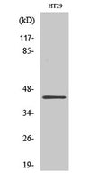 GATA-1 rabbit pAb – Figure 1 of 3