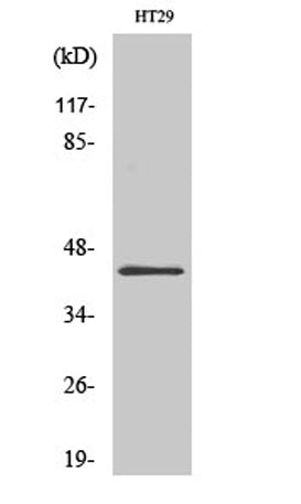 GATA-1 rabbit pAb – Figure 1 of 3