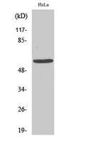 Western Blot analysis of various cells using GM2/GD2 synthase Polyclonal Antibody