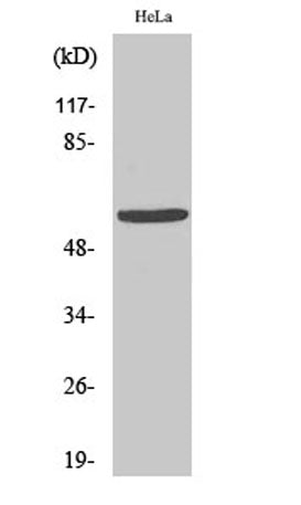 Western Blot analysis of various cells using GM2/GD2 synthase Polyclonal Antibody