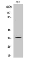 Western Blot analysis of various cells using GPR82 Polyclonal Antibody