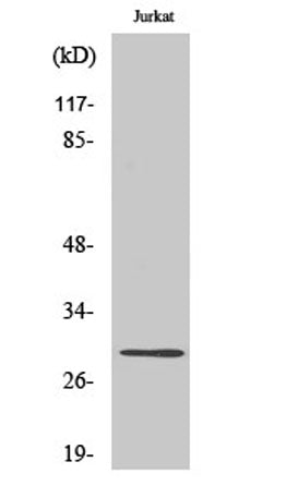 Western Blot analysis of various cells using Granzyme K Polyclonal Antibody diluted at 1:1000