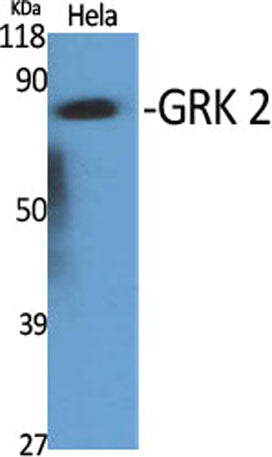 GRK 2 rabbit pAb – Figure 1 of 4