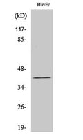 Gz-α rabbit pAb – Figure 1 of 3