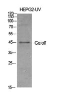 Gα olf rabbit pAb – Figure 1 of 4
