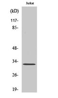 HEI10 rabbit pAb – Figure 1 of 3