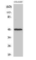 Western Blot analysis of various cells using IL-13Rα1 Polyclonal Antibody diluted at 1:1000