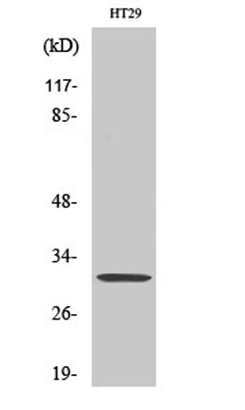 IL-5 rabbit pAb – Figure 1 of 3
