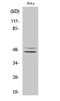 Western Blot analysis of various cells using ILKAP Polyclonal Antibody