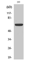 Western Blot analysis of various cells using Kv1.3 Polyclonal Antibody diluted at 1:500