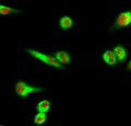 Lamin A/C rabbit pAb – Figure 1 of 4