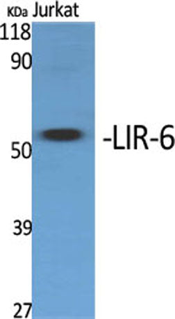 LIR-6 rabbit pAb – Figure 1 of 4