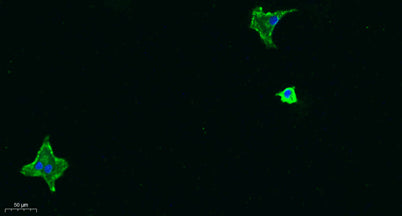 MIF rabbit pAb – Figure 1 of 4