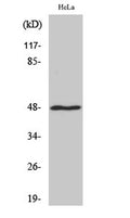 Western Blot analysis of various cells using MRP-S27 Polyclonal Antibody
