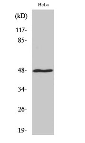 Western Blot analysis of various cells using MRP-S27 Polyclonal Antibody