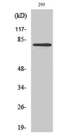 MZF-1 rabbit pAb – Figure 1 of 3