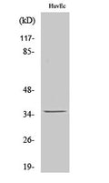 Nanog P8 rabbit pAb – Figure 1 of 3
