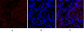 N-cadherin rabbit pAb – Figure 1 of 4