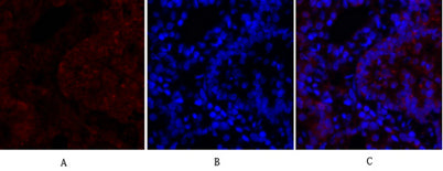 N-cadherin rabbit pAb – Figure 1 of 4