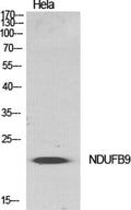NDUFB9 rabbit pAb – Figure 1 of 4