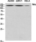 Western Blot analysis of various cells using Neu Polyclonal Antibody diluted at 1:2000