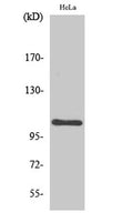 NFκB-p105 rabbit pAb – Figure 1 of 4