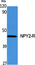 Western Blot analysis of various cells using NPY2-R Polyclonal Antibody diluted at 1:500