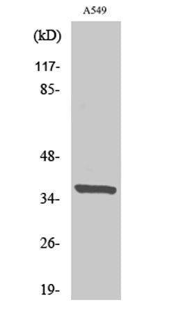 Western Blot analysis of various cells using NRBF-2 Polyclonal Antibody