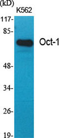 Oct-1 rabbit pAb – Figure 1 of 4