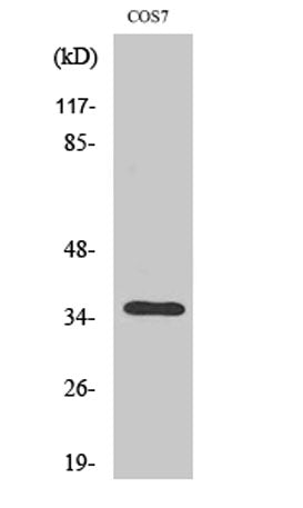 Western Blot analysis of various cells using Olfactory receptor 13C4 Polyclonal Antibody