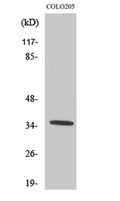 Western Blot analysis of various cells using Olfactory receptor 52D1 Polyclonal Antibody