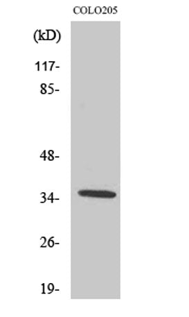 Western Blot analysis of various cells using Olfactory receptor 52D1 Polyclonal Antibody
