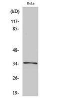 Western Blot analysis of various cells using Olfactory receptor 52E6 Polyclonal Antibody diluted at 1:1000