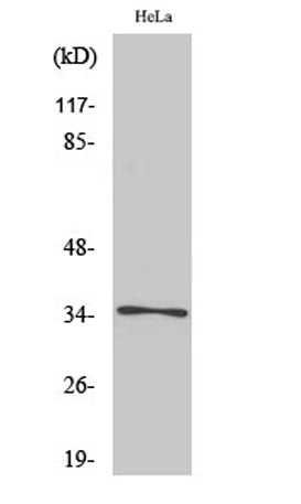 Western Blot analysis of various cells using Olfactory receptor 52E6 Polyclonal Antibody diluted at 1:1000