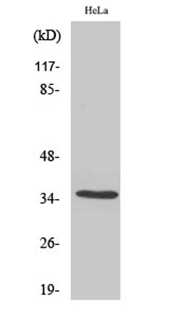 Olfactory receptor 5F1 rabbit pAb – Figure 1 of 3