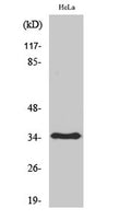 Olfactory receptor 6T1 rabbit pAb – Figure 1 of 3