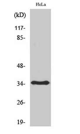 Olfactory receptor 6T1 rabbit pAb – Figure 1 of 3