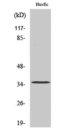 Western Blot analysis of various cells using Olfactory receptor 7C2 Polyclonal Antibody