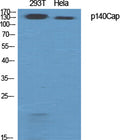 Western Blot analysis of various cells using p140Cap Polyclonal Antibody diluted at 1:500