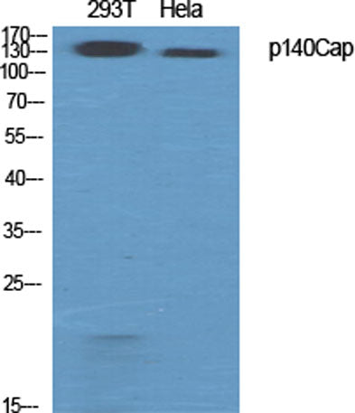 Western Blot analysis of various cells using p140Cap Polyclonal Antibody diluted at 1:500