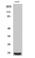 p18 rabbit pAb – Figure 1 of 3