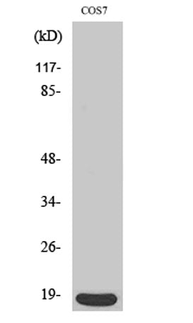 p18 rabbit pAb – Figure 1 of 3