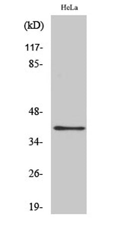 P2Y4 rabbit pAb – Figure 1 of 3