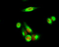 p35 rabbit pAb – Figure 1 of 4